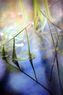 Blades of Grass, Acrylic on Canvas Painting by Ross Barbera